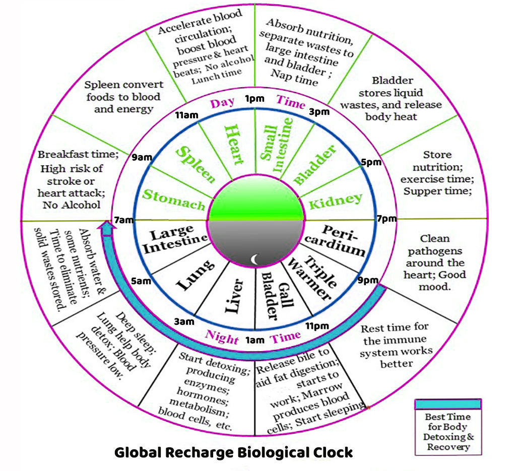 Align Your Biological Clock - Global Recharge